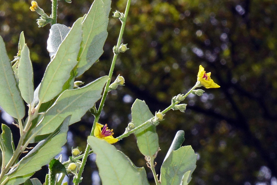 Verbascum sinuatum